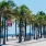 street lined with palm trees next to beach